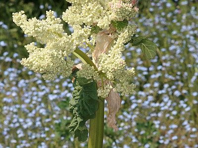 대황 사진 - Rheum rhabarbarum L. Photos