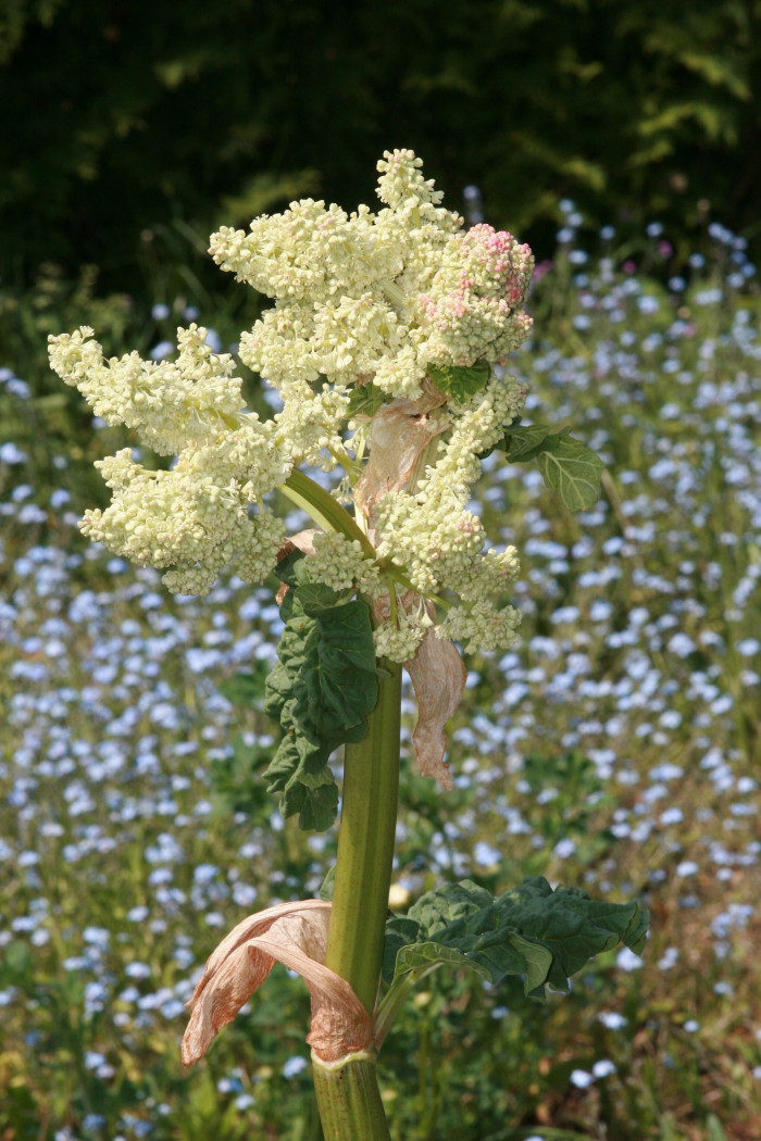 대황 - Rheum rhabarbarum L.