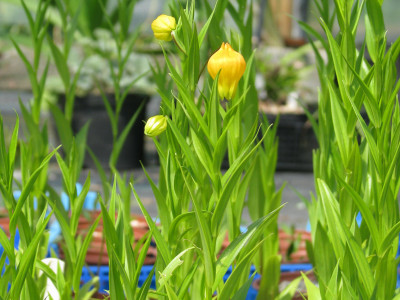 산데르소니아 사진 - Sandersonia aurantiaca Photos