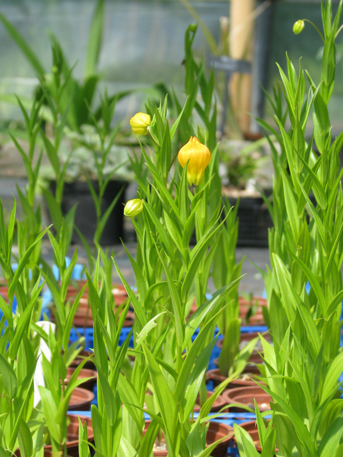 산데르소니아 - Chinese lantern lily, Christmas Bells, Sandersonia aurantiaca