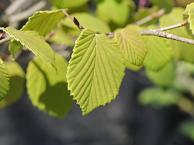 히어리 사진 - Corylopsis glabrescens Franch. & Sav. var. gotoana (Makino) T. Yamanaka Photos