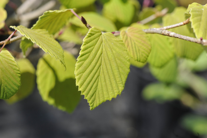 히어리 - Corylopsis glabrescens Franch. & Sav. var. gotoana (Makino) T. Yamanaka