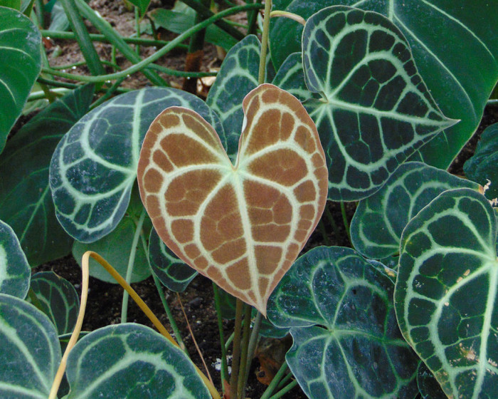 안시리움 클라리너비움 - Anthurium clarinervium