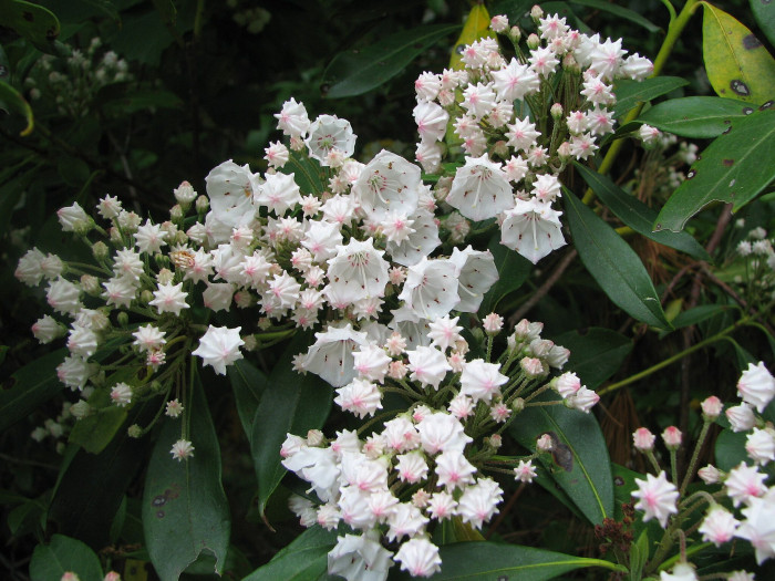 칼미아 라티폴리아 - Mountain,Spoonwood,Mountain laurel,Calico bush,Ivy,Calico,Laurel Mountain, Kalmia latifolia