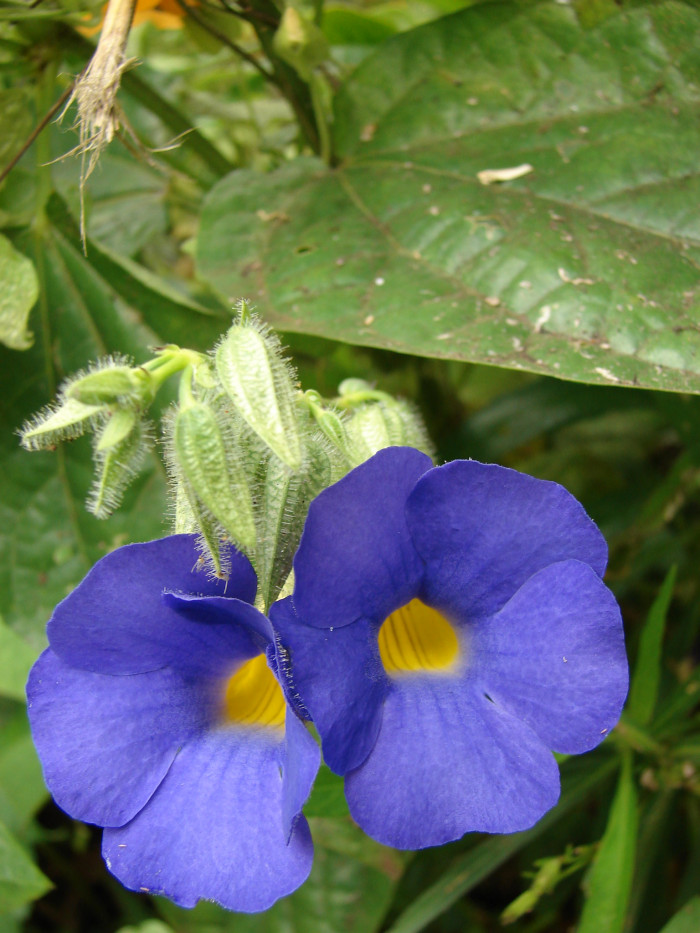 툰베르기아 베티스컴베이 - Blue Boy, Blue Glory, Clock Vine, Thunbergia battiscombei