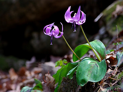 엘레지 사진 - Erythronium japonicum Photos
