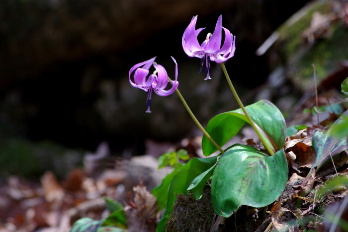 엘레지 - Erythronium japonicum