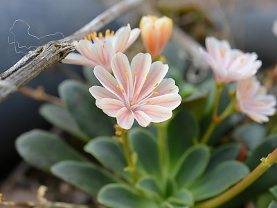레위시아 사진 - Lewisia Photos