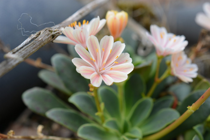 레위시아 - Lewisia