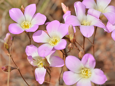 칼란드리니아 사진 - Calandrinia spp. Photos