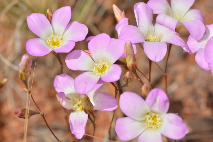 칼란드리니아 - Calandrinia spp.