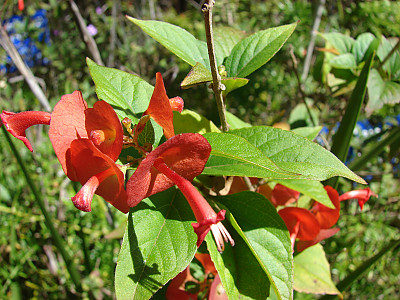 파라솔꽃 사진 - Holmskioldia sanguinea Photos