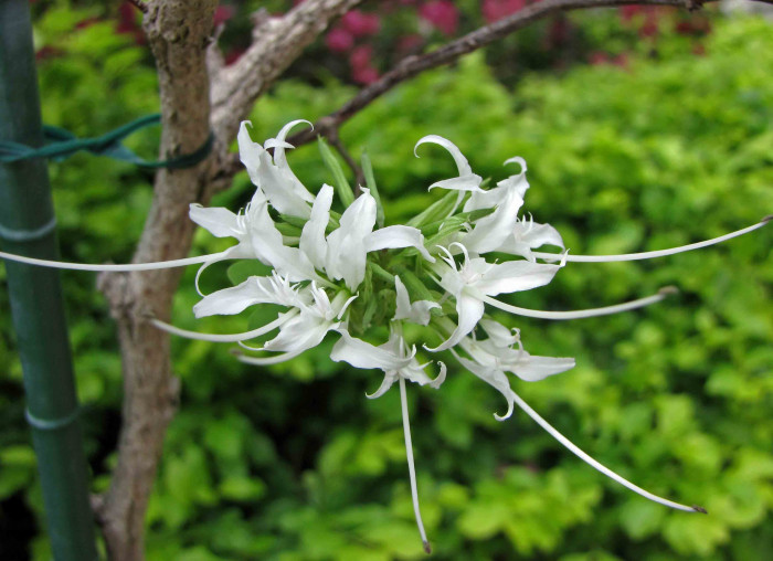 바우히니아 디바리카타 - Mountain ebony, kachnar, Bauhinia divaricata L. 