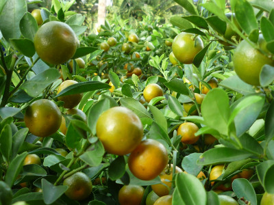 금귤 사진 - Fortunella japonica Photos