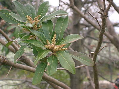 소귀나무 사진 - Myrica rubra (Lour.) Siebold & Zucc. Photos
