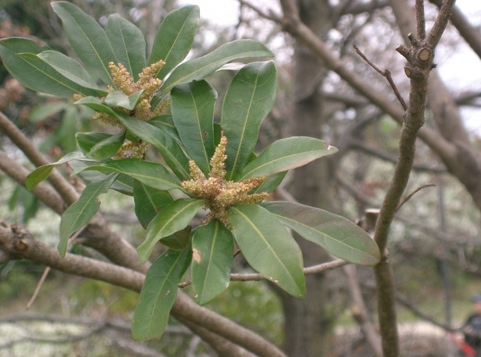 소귀나무 - Chinese bayberry, Japanese bayberry, red bayberry, yumberry, waxberry, Chinese strawberry, Myrica rubra (Lour.) Siebold & Zucc.