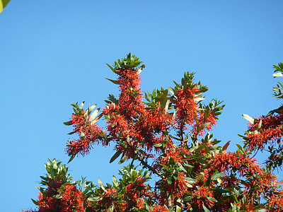 칠레불꽃나무 사진 - Embothrium coccineum Photos