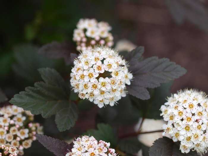 자엽국수나무 - Physocarpus opulifolius