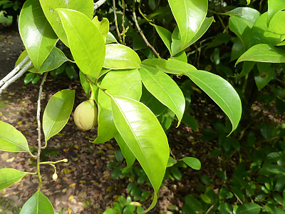 육두구 사진 - Myristica fragrans Photos