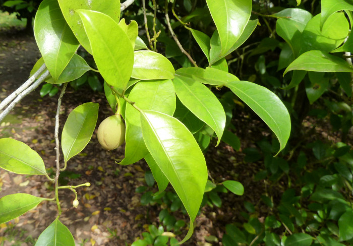 육두구 - Nutmeg, Mace, Muscadier, Nutmeg fruit, Myristica fragrans