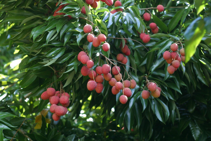 리치 - Lychee Fruit, Litchi chinensis