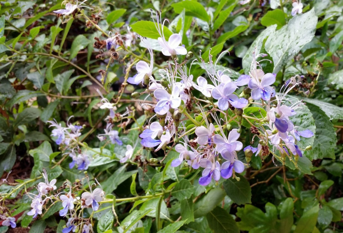 나비꽃 - Blue butterfly, Clerodendrum ugandense