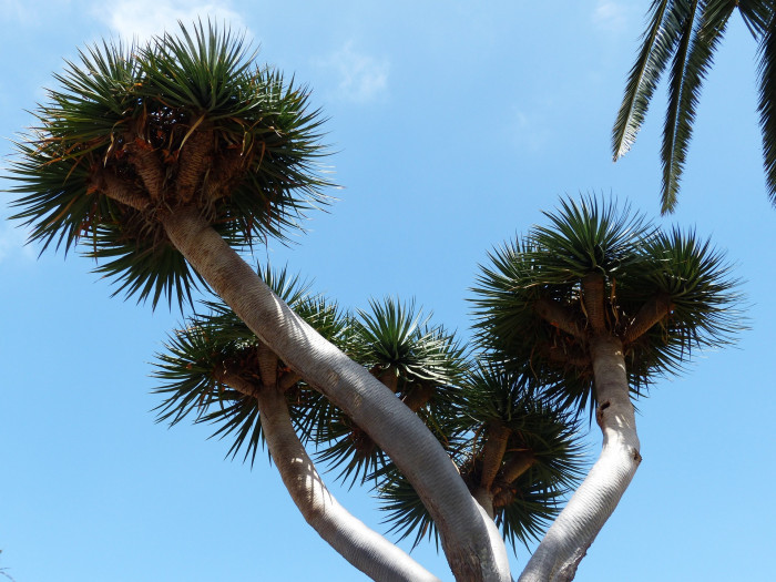 용혈수 - Dragon blood tree, Dracaena draco