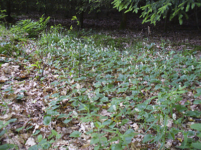 두루미꽃 사진 - Maianthemum bifolium (L.) F.W.Schmidt Photos