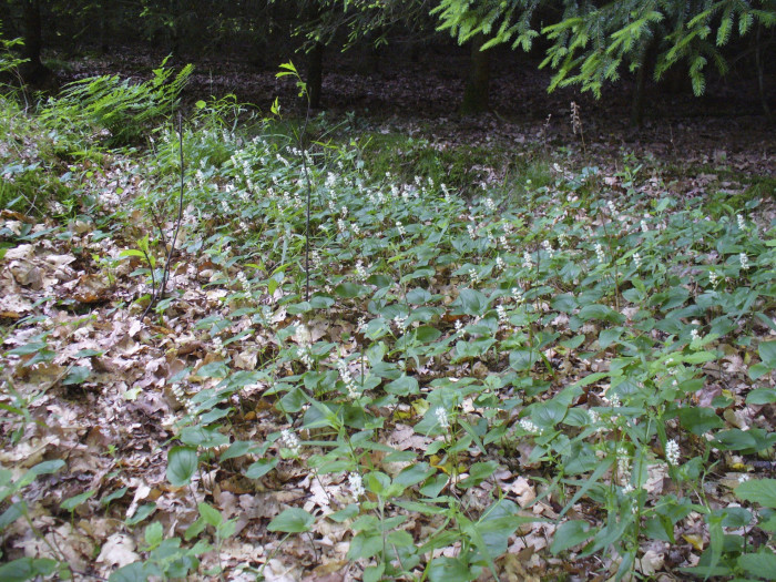 두루미꽃 - Maianthemum bifolium (L.) F.W.Schmidt