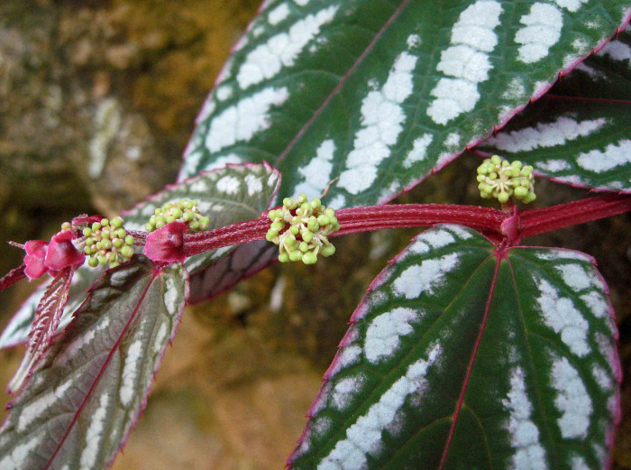 시서스 디스컬러 - Rex Begonia Vine, Cissus Discolor