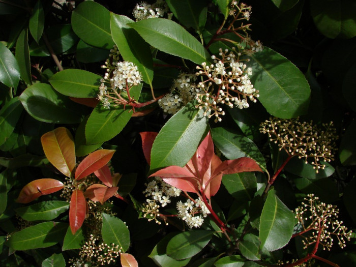 홍가시나무 - Red Robin, Photinia glabra (Thunb.) Maxim.