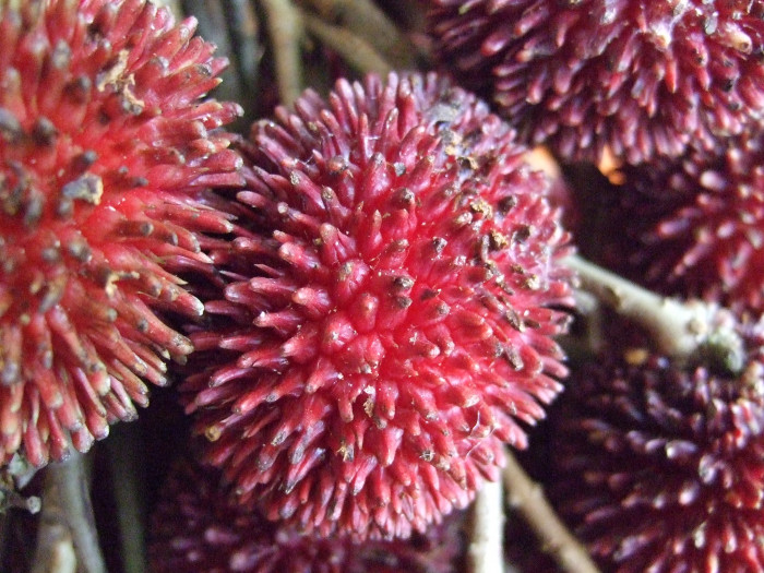 폴라산 - Pulasan, Nephelium mutabile Blume