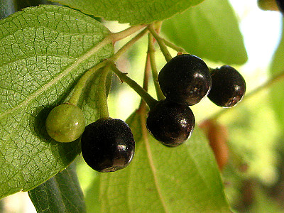 마키베리 사진 - Aristotelia chilensis Photos