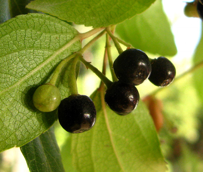 마키베리 - Maqui Berry, Aristotelia chilensis