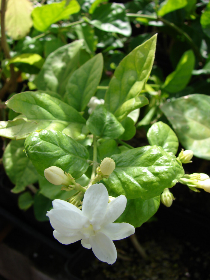 아라비안 자스민 - Arabian Jasmine, sambac-flowering, Jasminum sambac (L.) Aiton