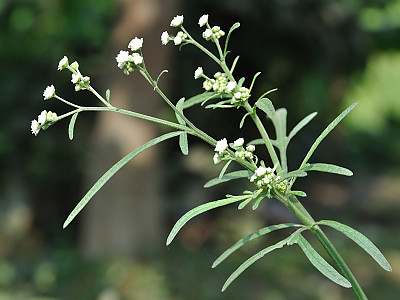 돼지풀아재비 사진 - Parthenium hysterophorus L. Photos