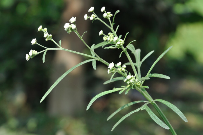 돼지풀아재비 - Parthenium hysterophorus L.