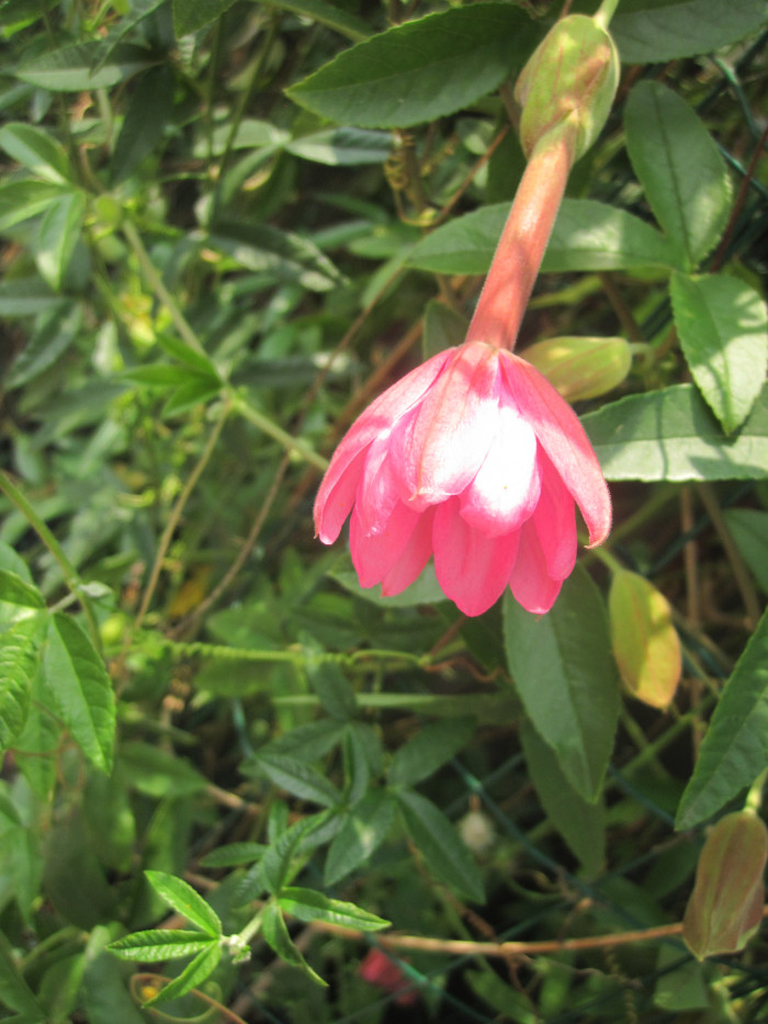 시계초 - passion flower, Passiflora caerulea
