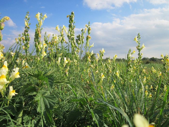 좁은잎해란초 - Linaria vulgaris Hill