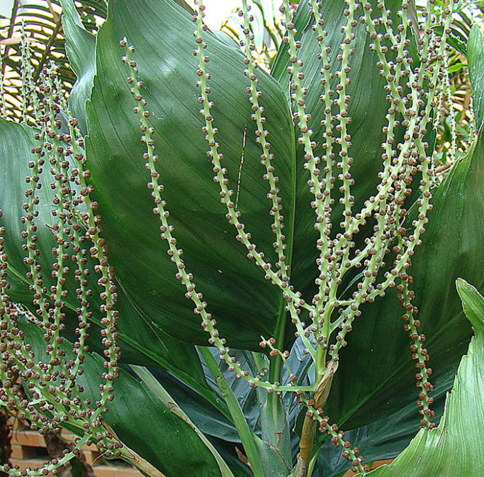 금속야자 - Metallica Palm, Chamaedorea metallica