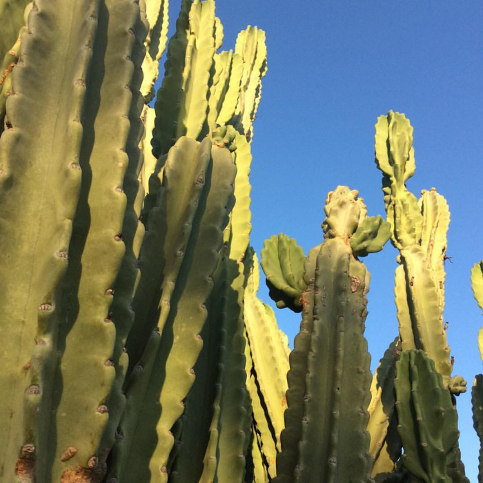 귀면각 - Peruvian apple, Apple cactus, Cereus peruvianus Mill.
