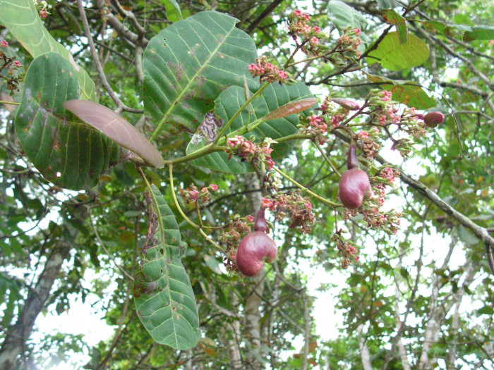 캐슈나무 - Cashew nut tree, Anacardium occidentale L.