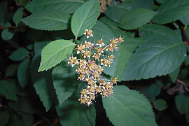 덤불조팝나무 - Spiraea miyabei Koidz.