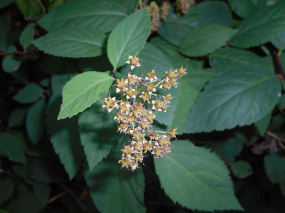 덤불조팝나무 사진 - Spiraea miyabei Koidz. Photos