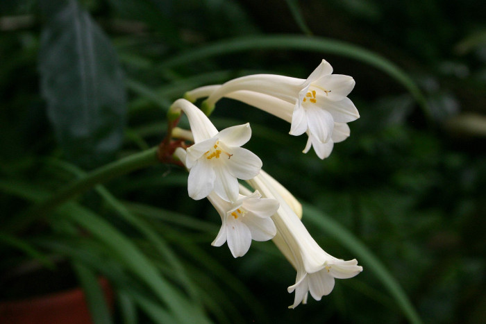 키르탄서스 - Ifafa Lily, Cyrtanthus mackenii