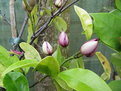 함소화 사진 - Magnolia figo Photos