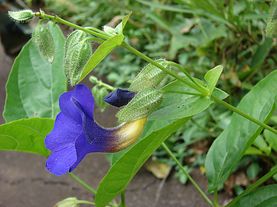툰베르기아 베티스컴베이 사진 - Thunbergia battiscombei Photos