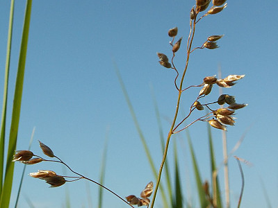 향모 사진 - Hierochloe odorata (L.) P.Beauv. Photos
