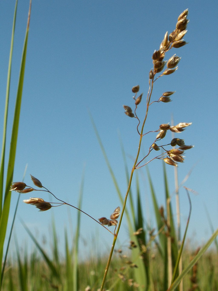 향모 - Hierochloe odorata (L.) P.Beauv.