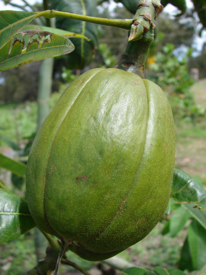 피카라 - Money Tree, Pachira aquatica